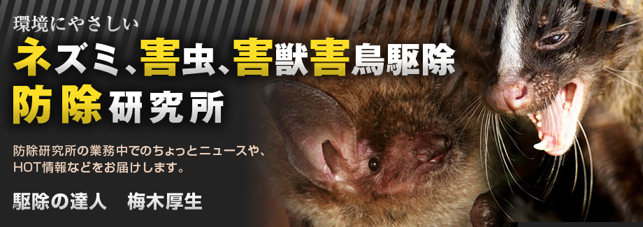 環境にやさしいネズミ、害虫、害獣害鳥駆除　防除研究所　駆除の達人　梅木厚夫