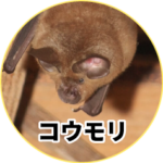 コウモリ