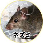 ネズミ