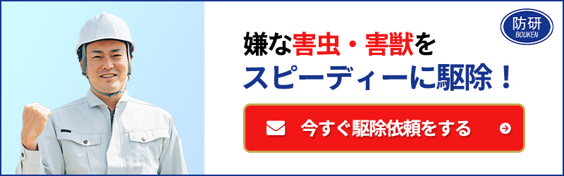 今すぐ駆除依頼をする