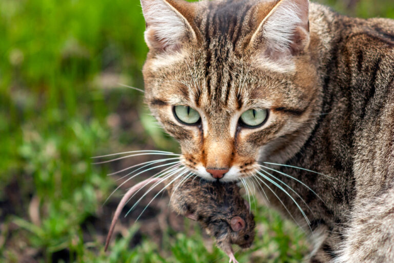 ネズミの駆除に猫は効果があるの？猫に頼らないネズミ駆除の方法と注意点
