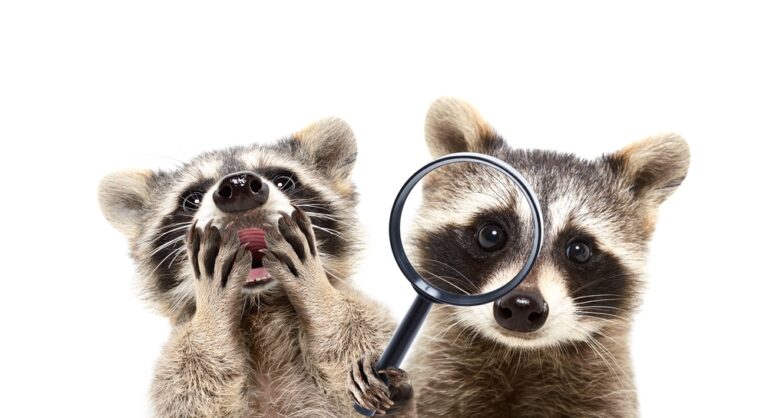 アライグマの嫌いなものとは？追い払い方や予防策を紹介