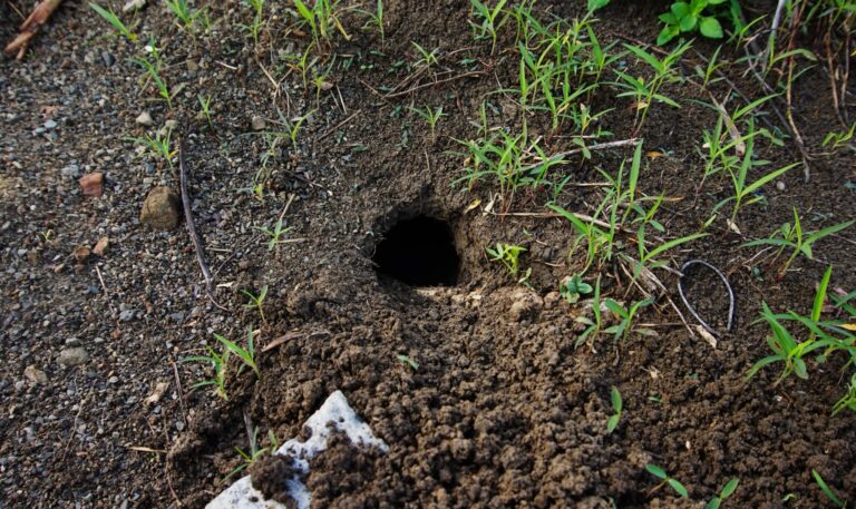 庭の穴はネズミが開けたのかも？穴の見分け方、ネズミ放置のリスク、駆除方法を解説