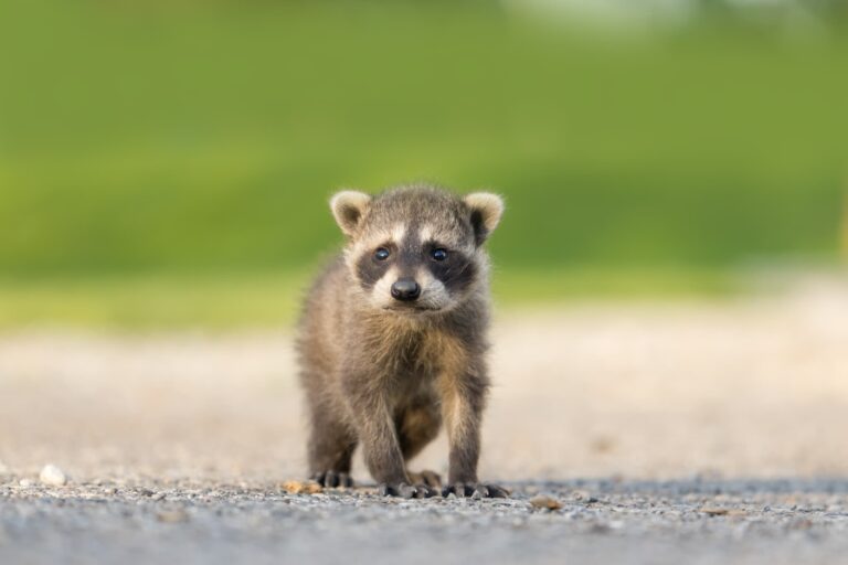 アライグマは自分では駆除できない！追い出し方法、侵入防止策を解説