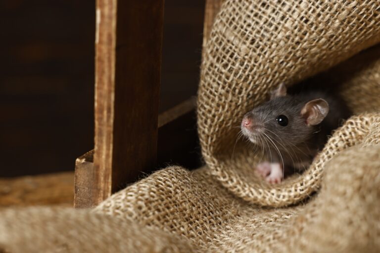 ネズミは餓死しやすい？よく食べるものと効果的な対策を解説