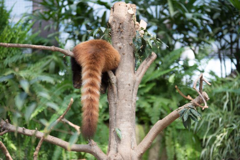 レッサーパンダとアライグマの違いは？見分け方やアライグマの被害・対処法を解説