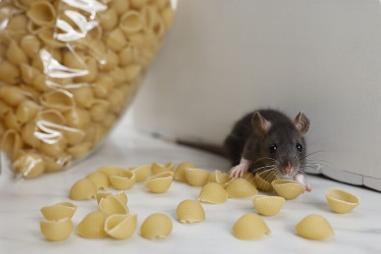 ネズミが好む食べ物とは？種類別の好物、意外な被害、家庭の食品を守る方法も解説