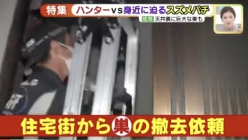 「ニュースアップ」特集 ハンターVS身近に迫るスズメバチ