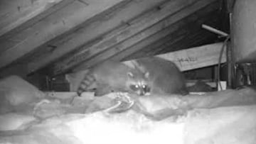 「凶暴スズメバチ＆巨大猛獣vs日本No.1スゴ腕！危険生物バスターズ２」