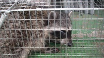 「ニュースキャッチ」特集！迷惑生物VS駆除業者」
