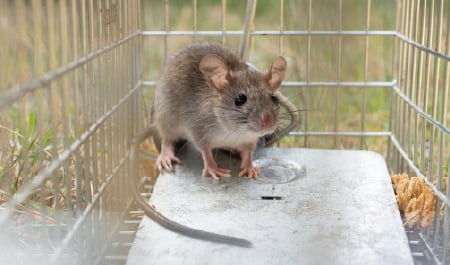捕獲のみ