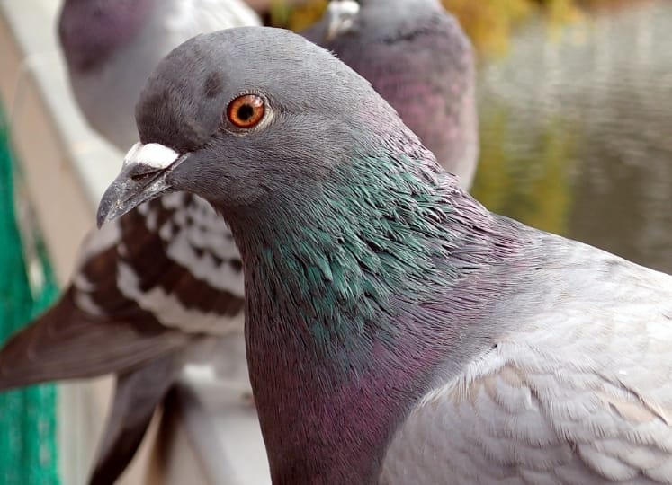 鳩の生態と特徴