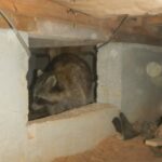 床下 アライグマ確認