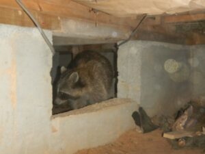 床下 アライグマ確認