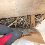 2階軒天 巣を確認・撤去