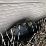 外周シャッターBOX上 ハト雛の生息を確認(施工前)