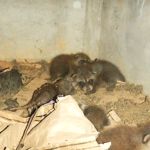 床下 アライグマ確認