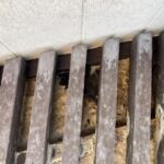 軒下飾り部 コウモリの生息を確認