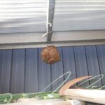 コガタスズメバチの巣確認