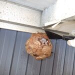 巣の撤去中
