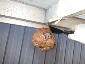巣の撤去中
