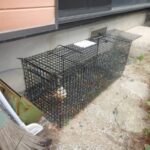 外周 捕獲罠設置