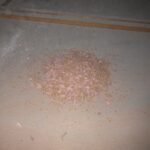 2階天井裏 喫食剤設置