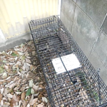 屋外外周 アライグマの捕獲回収