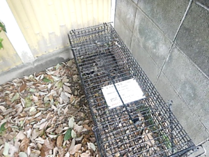 屋外外周 アライグマの捕獲回収