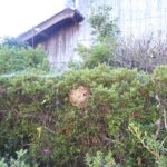 垣根 コガタスズメバチの巣確認