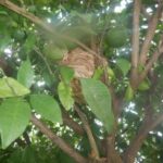 植木 スズメバチの巣を確認