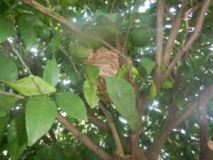 植木 スズメバチの巣を確認