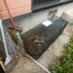 外周 捕獲罠 アライグマ捕獲