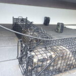 屋根重なり隙間(庭側) アライグマの捕獲回収