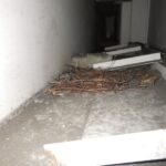 4階防火扉上部 ハトの巣確認
