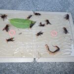 駆除ハチ