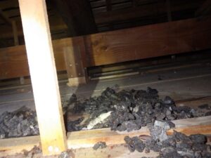 天井裏 イタチの糞害確認
