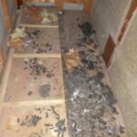 天井裏 イタチの糞害確認