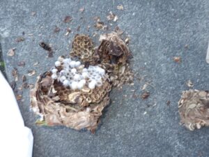 樹木内 駆除・撤去した巣
