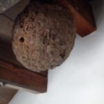 軒下 スズメバチの空巣確認