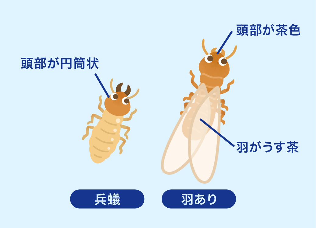 イエシロアリの生態と特徴