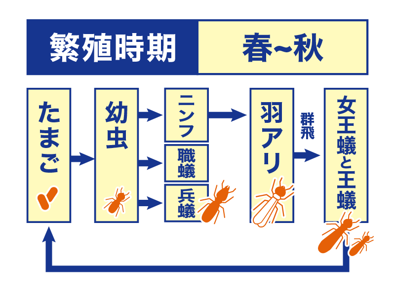 シロアリの繁殖時期