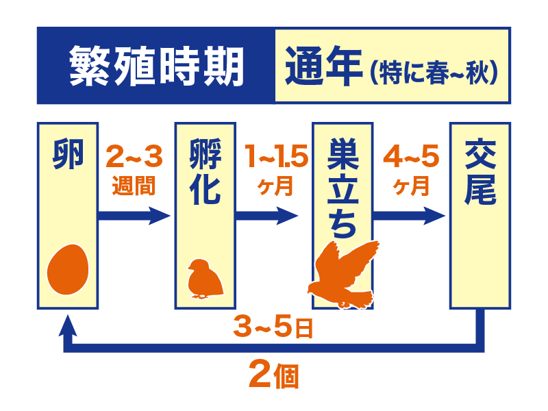 鳩の繁殖時期
