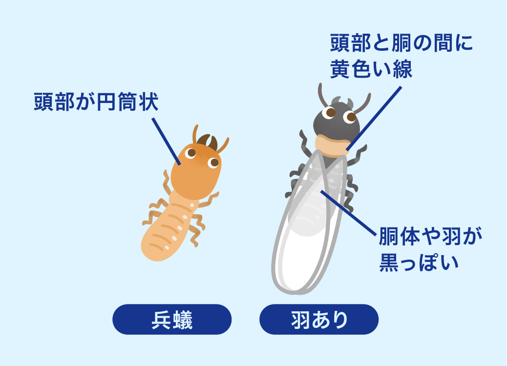 ヤマトシロアリの生態と特徴