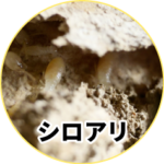 シロアリ