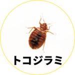 トコジラミ