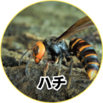 ハチ