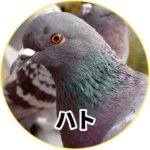 ハト